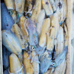 Magic(マジック) 釣果