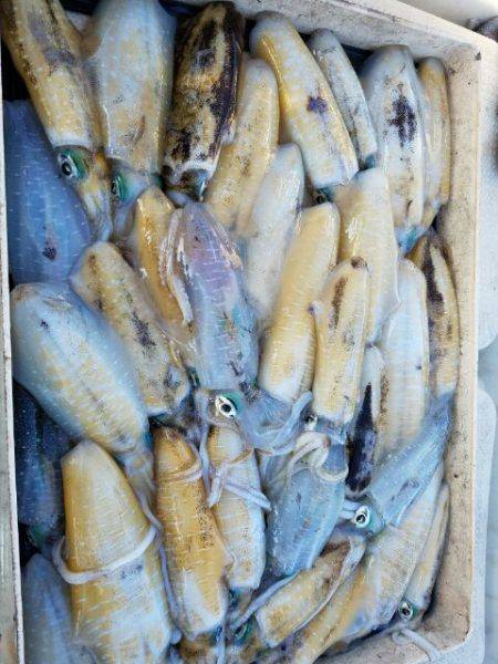 Magic(マジック) 釣果