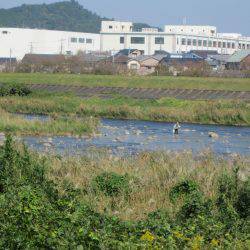 狩野川（狩野川漁業協同組合） 釣果