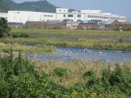 狩野川（狩野川漁業協同組合） 釣果