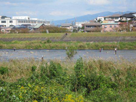狩野川（狩野川漁業協同組合） 釣果