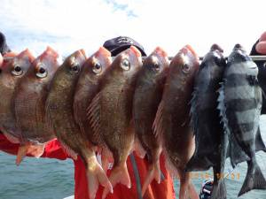 石川丸 釣果