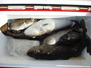 なかくに丸 釣果