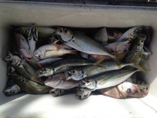 なかくに丸 釣果