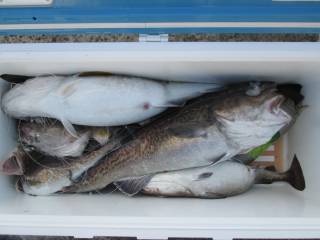 なかくに丸 釣果