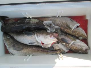 なかくに丸 釣果