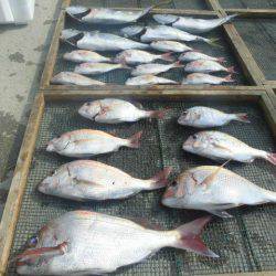 大進丸（愛知） 釣果