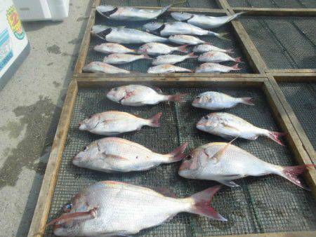 大進丸（愛知） 釣果