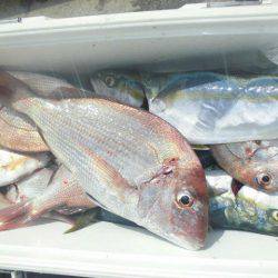 大進丸（愛知） 釣果