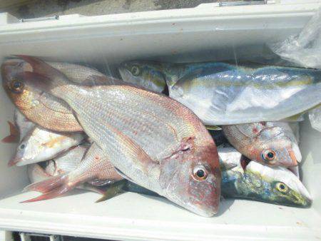 大進丸（愛知） 釣果