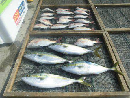 大進丸（愛知） 釣果