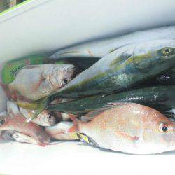 大進丸（愛知） 釣果