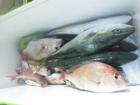 大進丸（愛知） 釣果