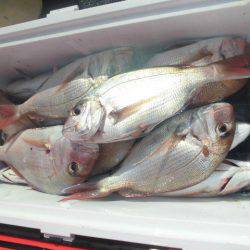 大進丸（愛知） 釣果