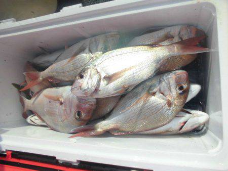 大進丸（愛知） 釣果