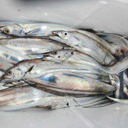 大進丸（愛知） 釣果