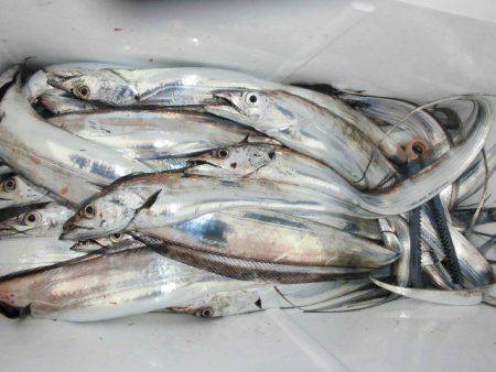 大進丸（愛知） 釣果