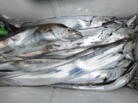 大進丸（愛知） 釣果