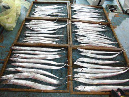 大進丸（愛知） 釣果