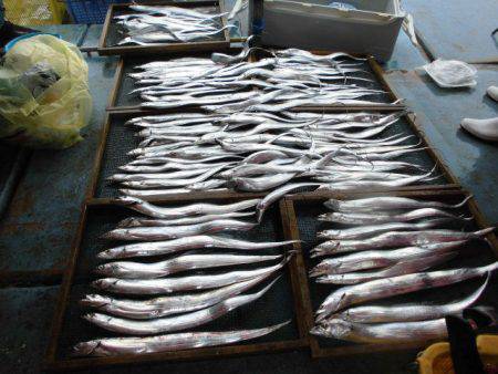 大進丸（愛知） 釣果