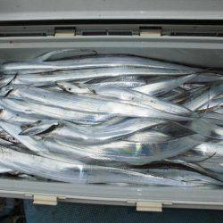 大進丸（愛知） 釣果