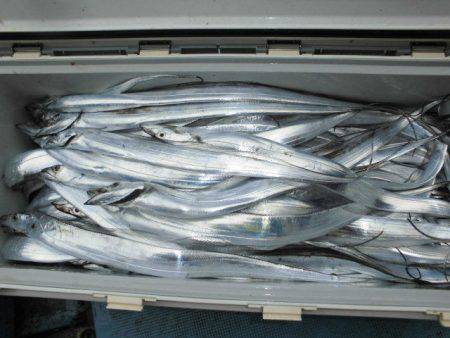 大進丸（愛知） 釣果