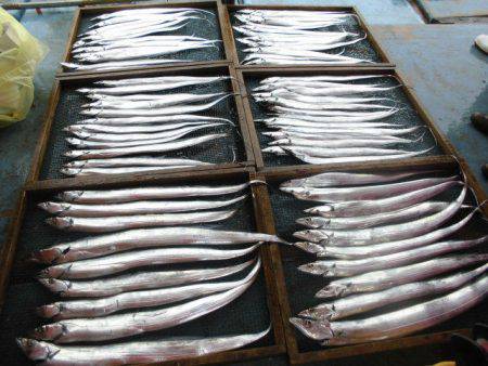 大進丸（愛知） 釣果