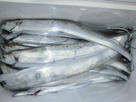 大進丸（愛知） 釣果