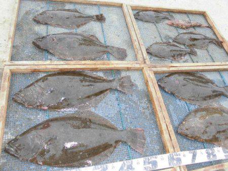 大進丸(愛知) 釣果