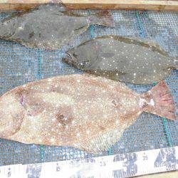 大進丸(愛知) 釣果