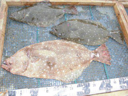 大進丸(愛知) 釣果