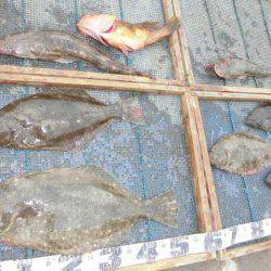 大進丸(愛知) 釣果