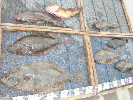 大進丸(愛知) 釣果