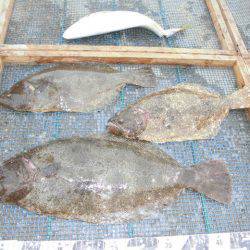 大進丸(愛知) 釣果