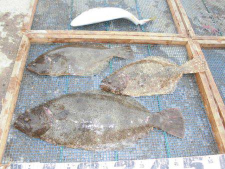 大進丸(愛知) 釣果