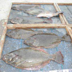 大進丸(愛知) 釣果