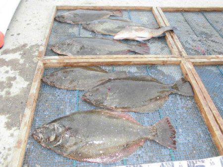 大進丸(愛知) 釣果