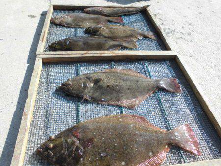 大進丸（愛知） 釣果