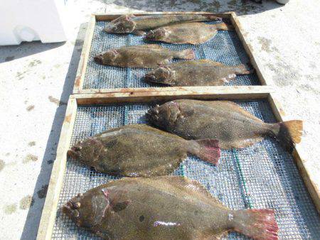 大進丸（愛知） 釣果