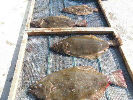 大進丸（愛知） 釣果