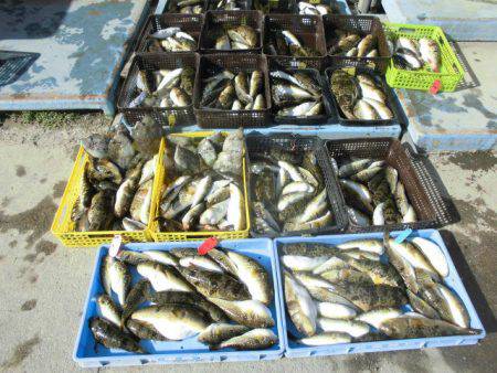 大進丸（愛知） 釣果