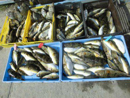 大進丸（愛知） 釣果