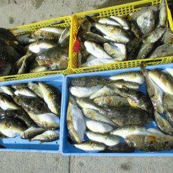 大進丸（愛知） 釣果