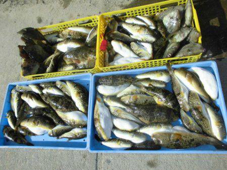 大進丸（愛知） 釣果