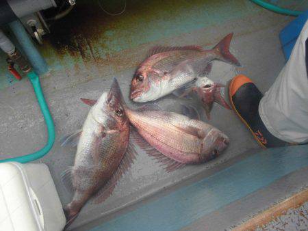 大進丸（愛知） 釣果