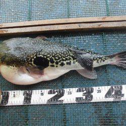 大進丸（愛知） 釣果