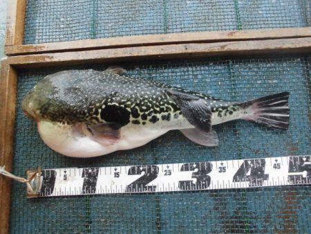 大進丸（愛知） 釣果