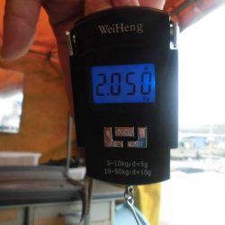 大進丸（愛知） 釣果