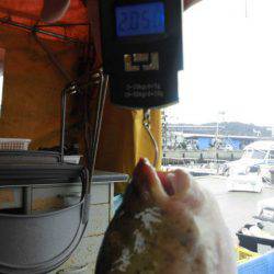 大進丸（愛知） 釣果