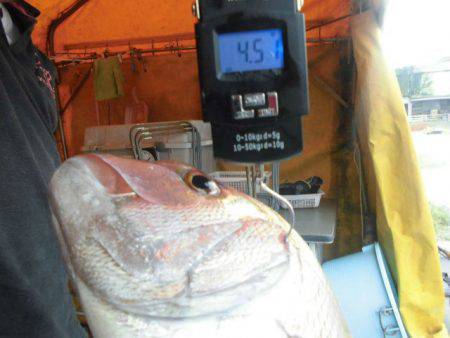 大進丸（愛知） 釣果